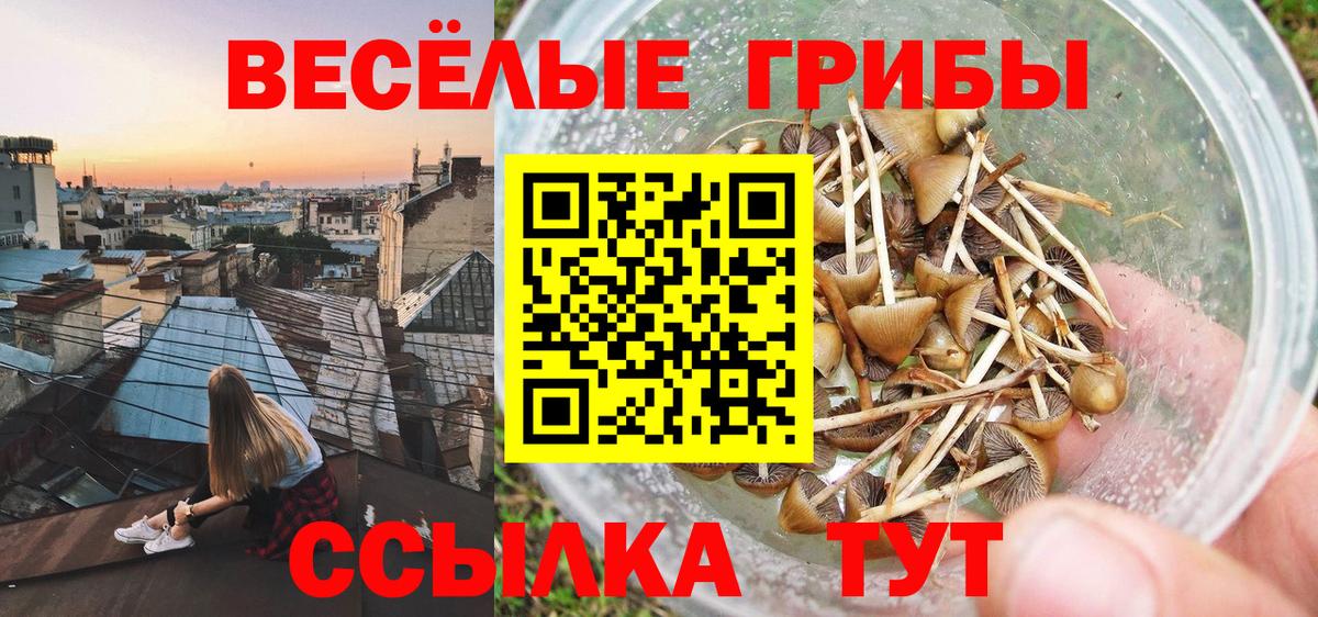 Кропоткин  Псилоцибиновые грибы прущие грибы  Вход с VPN 
